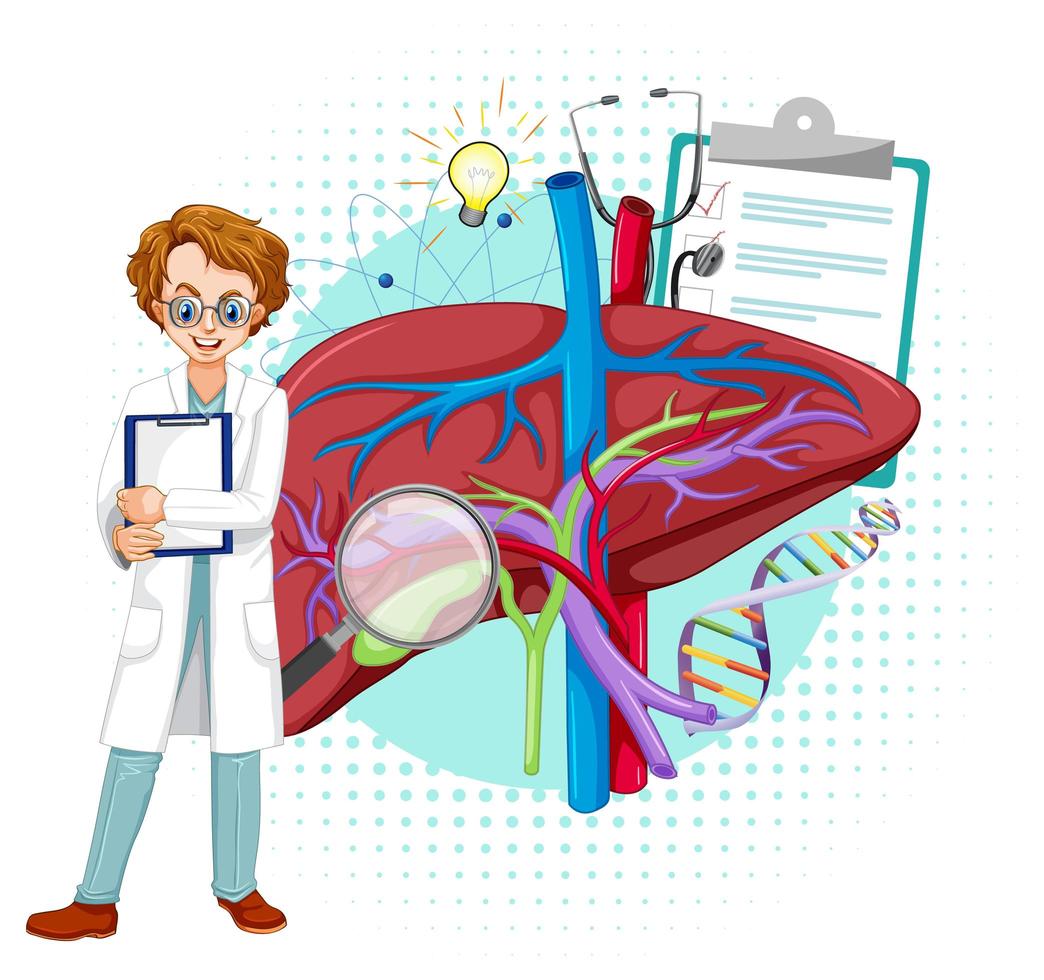 Doctor and liver on white background vector