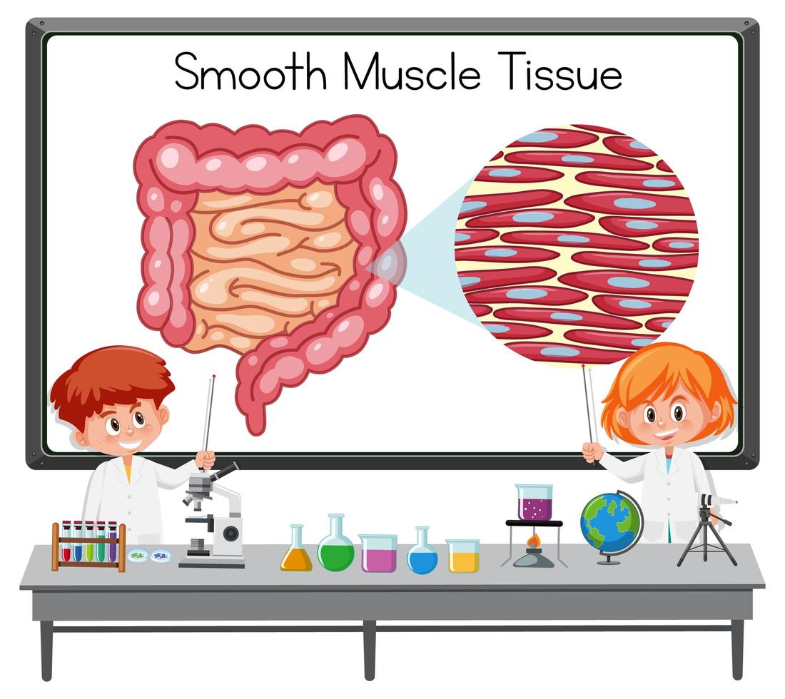 Young scientist explaining smooth muscle tissue in front of a board with laboratory elements vector