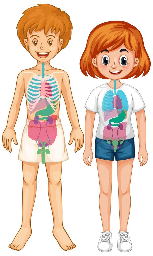 Internal organ of body diagram vector