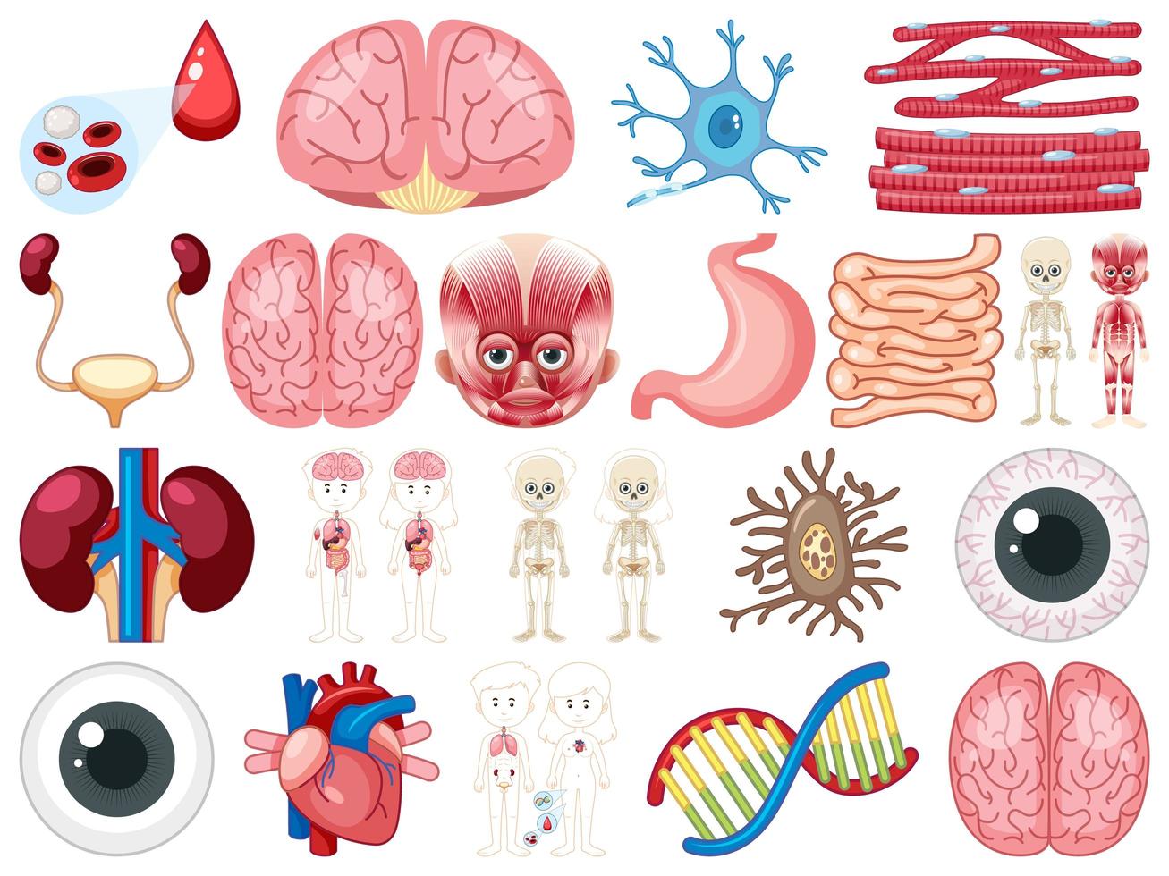 Set of human inner organs isolated on white background vector