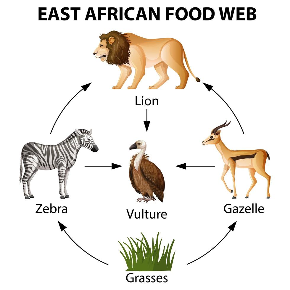 infografía de la red alimentaria de áfrica oriental vector