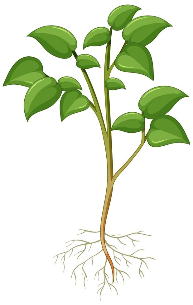 Showing plant with roots isolated on white background vector