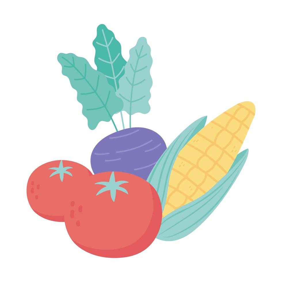 Alimentos frescos tomates remolacha y maíz aislado diseño de iconos fondo blanco. vector