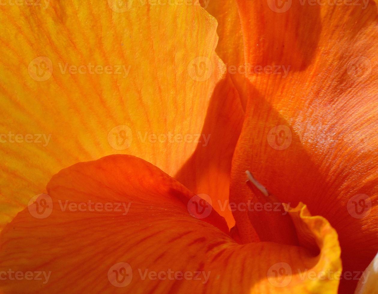 closeup canna flower photo