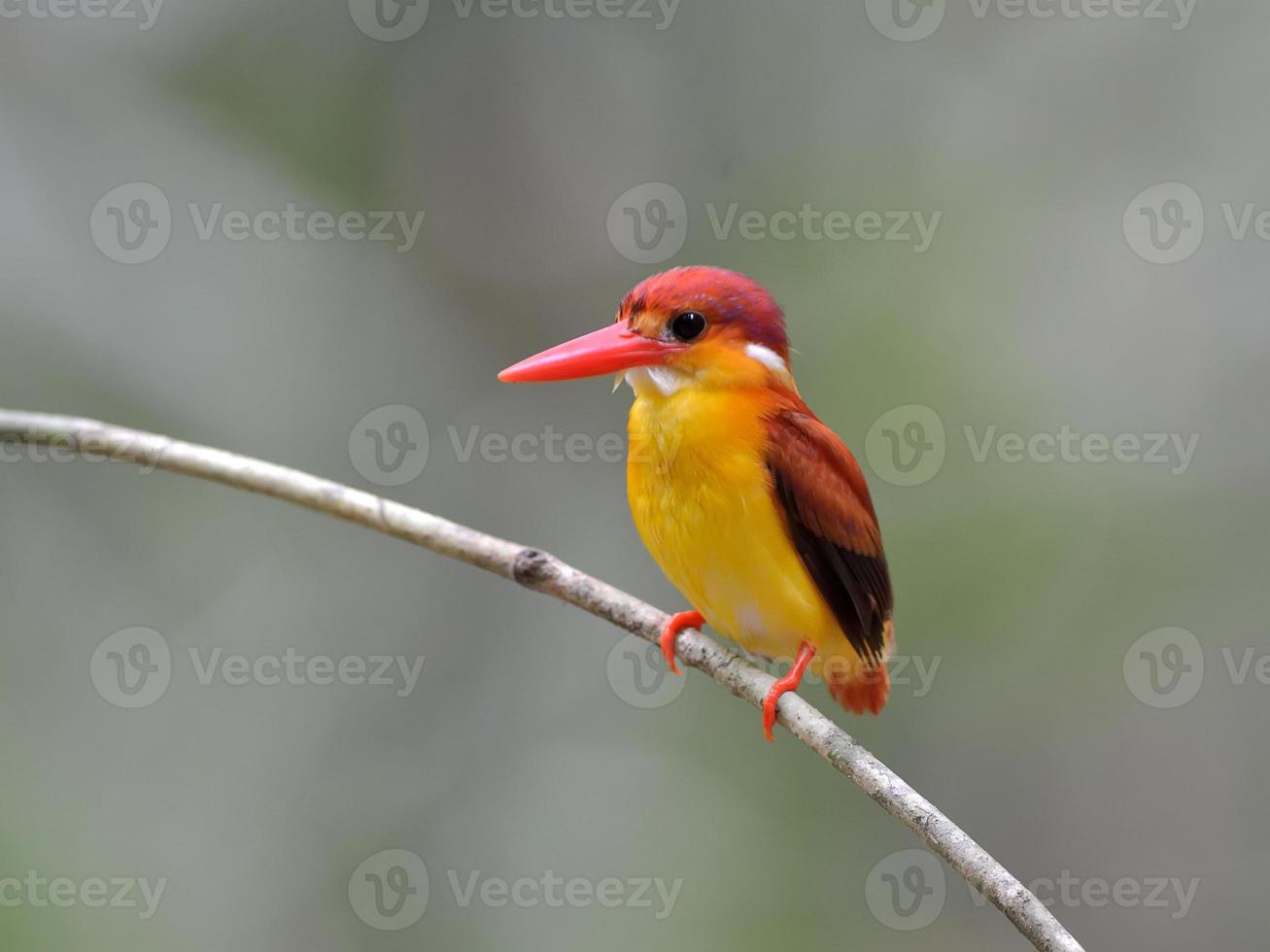 Bird (Rufous-backed Kingfisher),Thailand photo