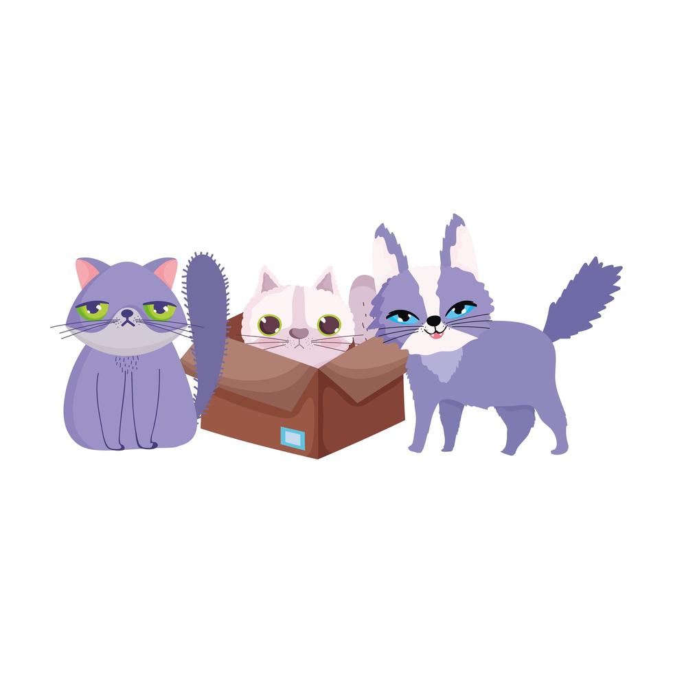 pet shop, ugly and fluffy cats in box animal domestic cartoon vector