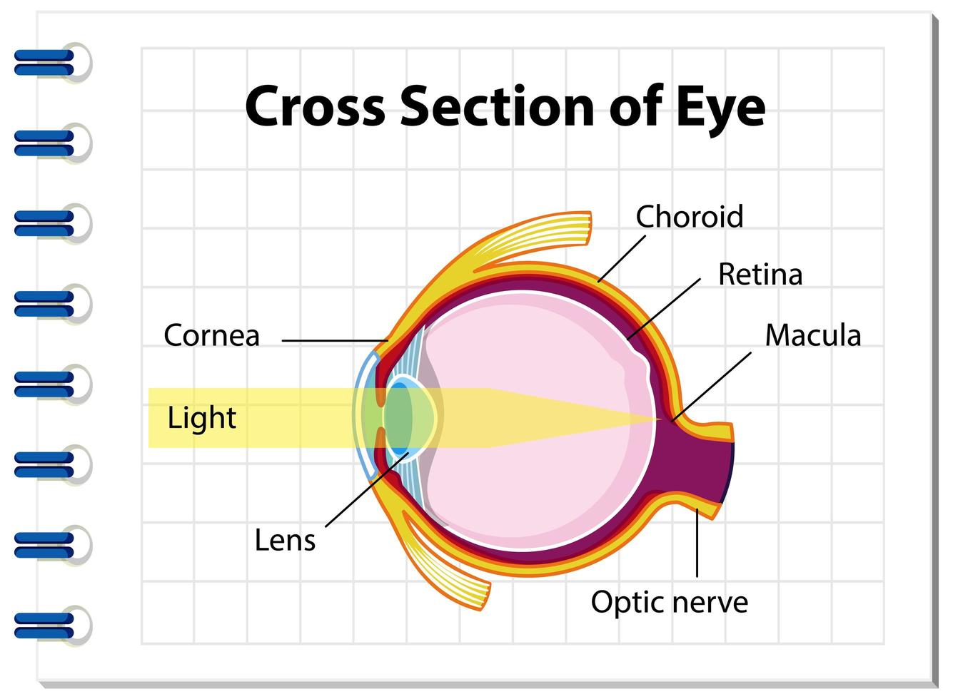 Anatomía del ojo humano con sección transversal del diagrama del ojo vector