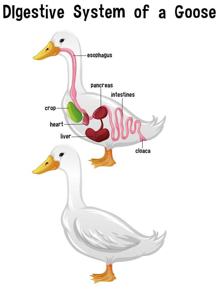 Internal Anatomy of a Goose with label vector