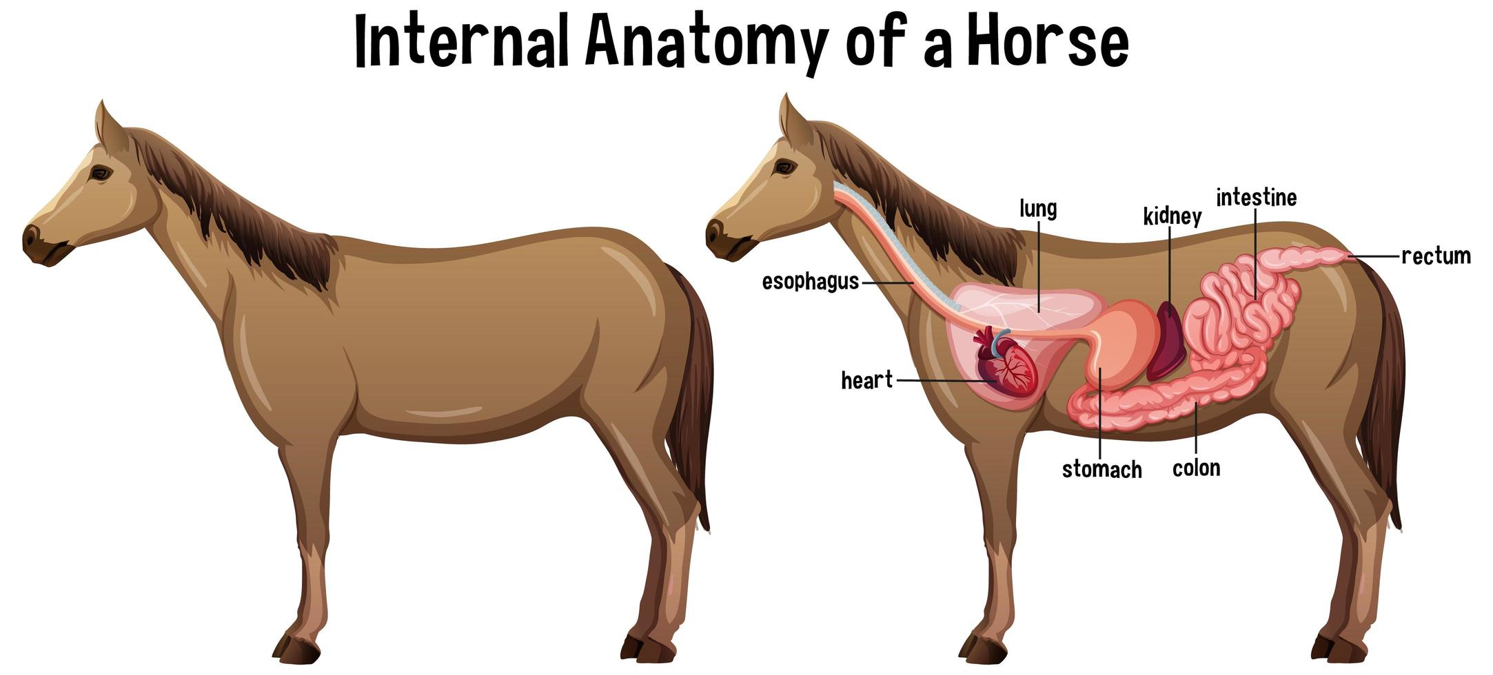 anatomía interna de un caballo con etiqueta vector