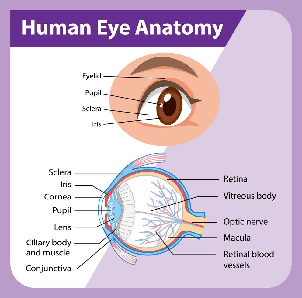 diagrama de la anatomía del ojo humano con etiqueta vector