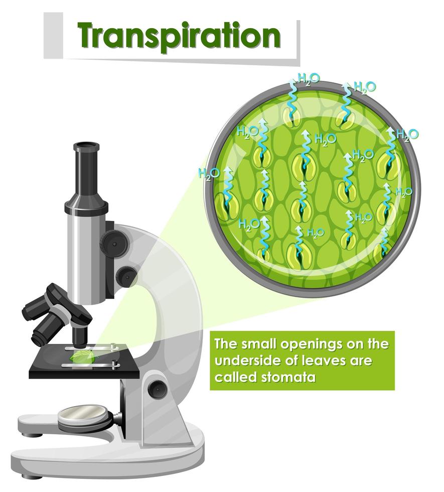 diagrama que muestra la transpiración en la planta vector