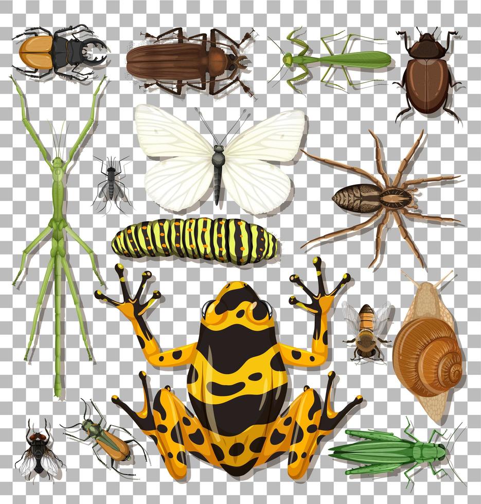 conjunto de diferentes insectos. vector