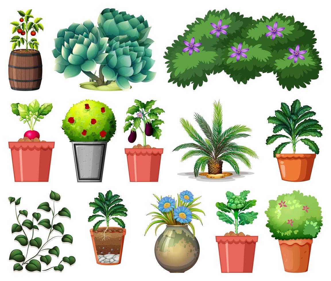 Conjunto de diferentes plantas en macetas aislado sobre fondo blanco. vector