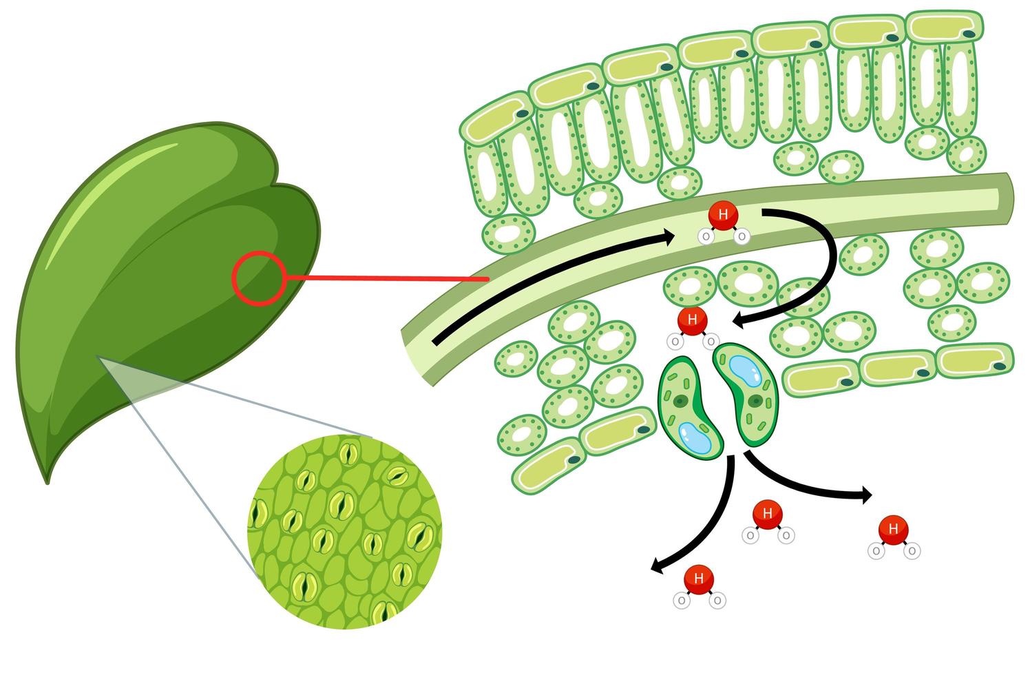 Diagram showing leaf cell on white background vector