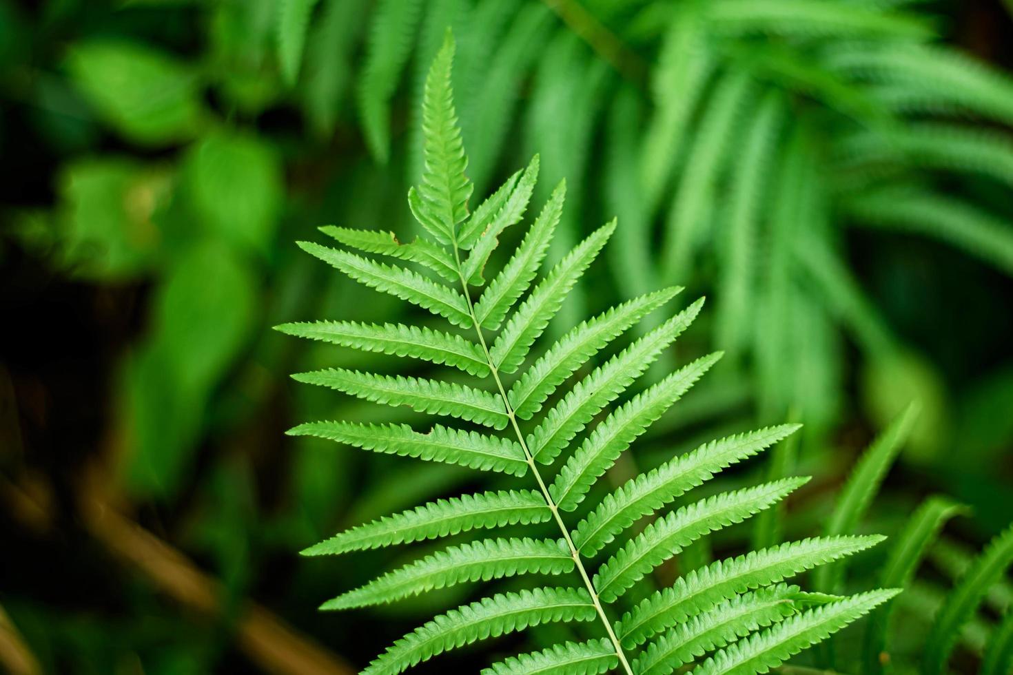 Close-up of fern leaves photo