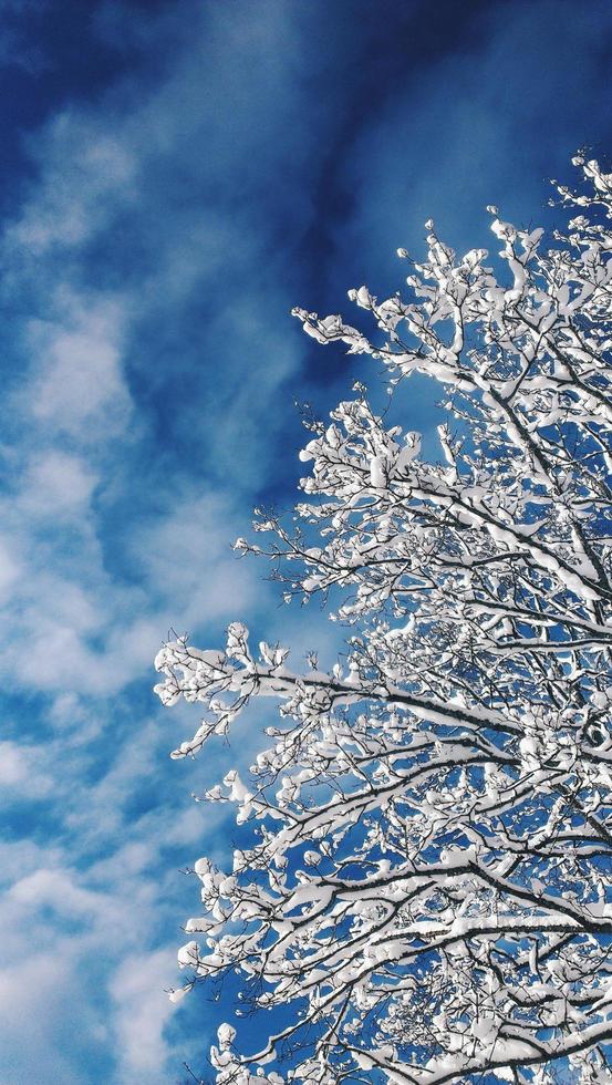 White tree against a blue sky photo