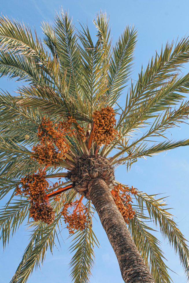 Palm tree against a blue sky photo