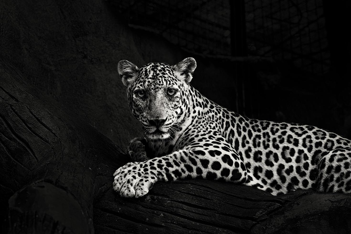 Greyscale photo of lying leopard