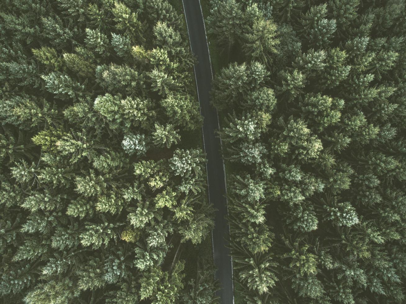 Aerial view of a road between trees photo