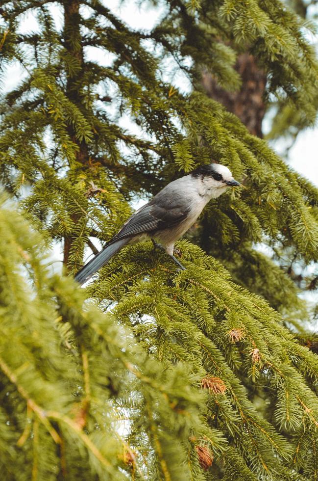 pájaro en el árbol durante el día foto