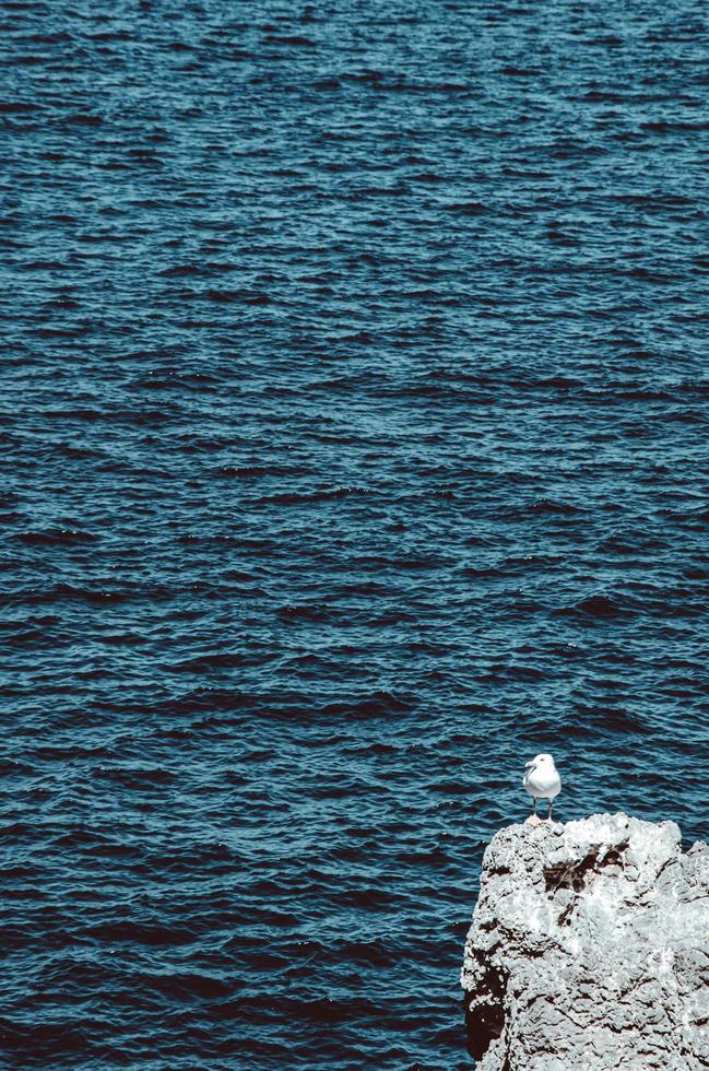 Seagull on a rock with water photo