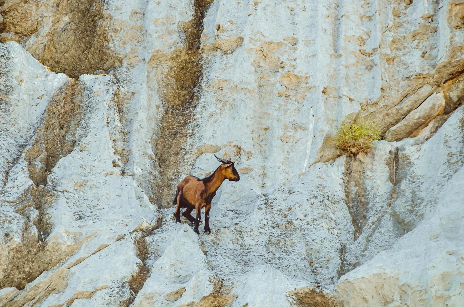 Mallorca, Spain, 2020 - Painting of a moose on a wall of a cave photo