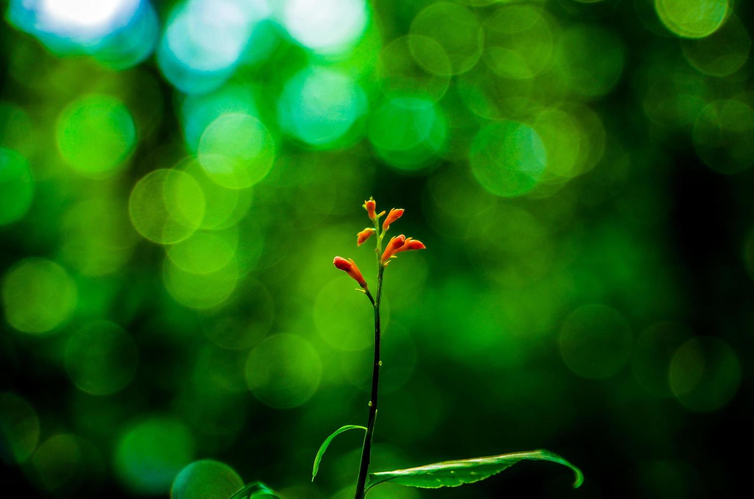 Orange flower against a green background photo