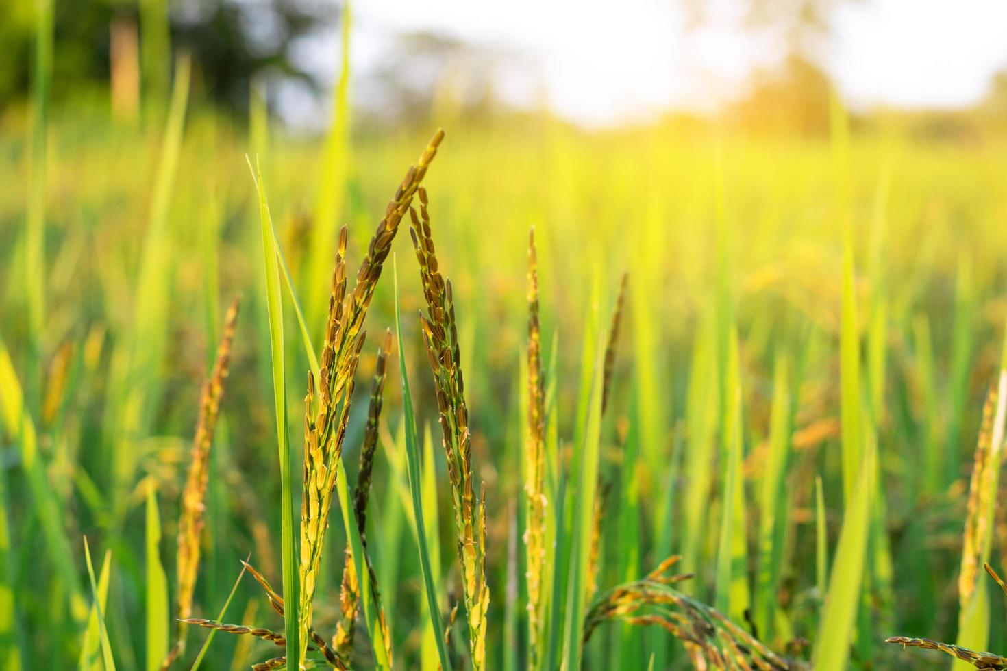 Green field in sunlight photo