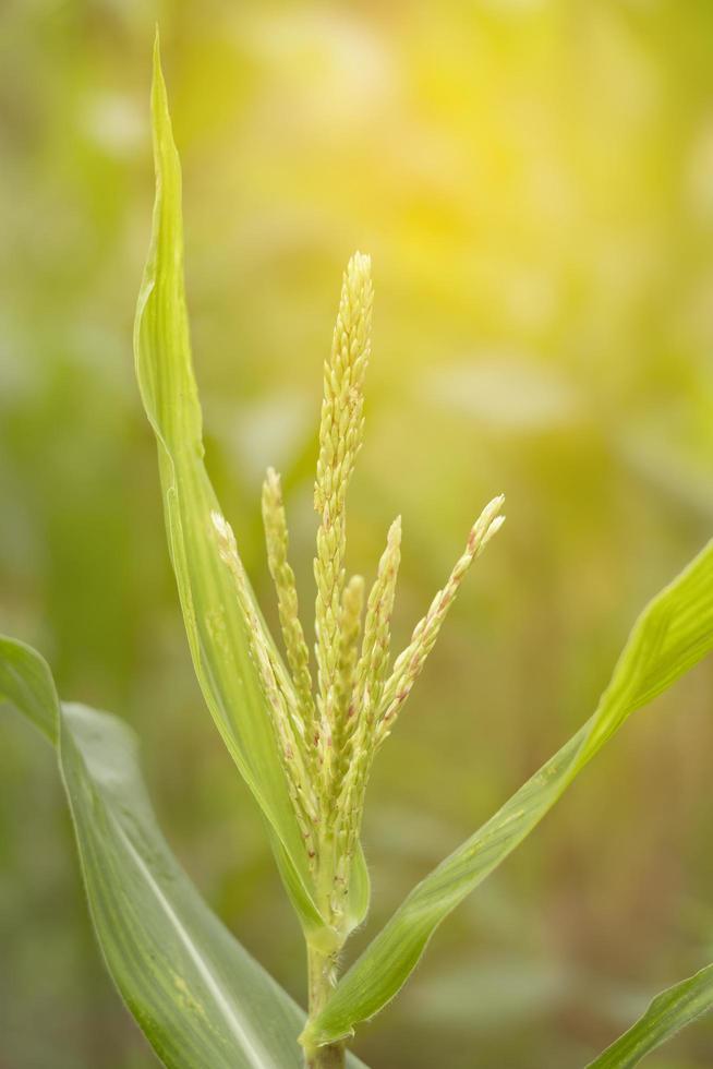 Sunlight on a corn plant photo