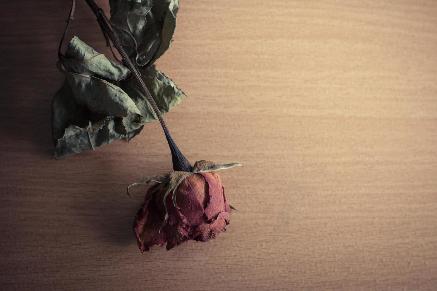 Dry rose on a wooden table photo