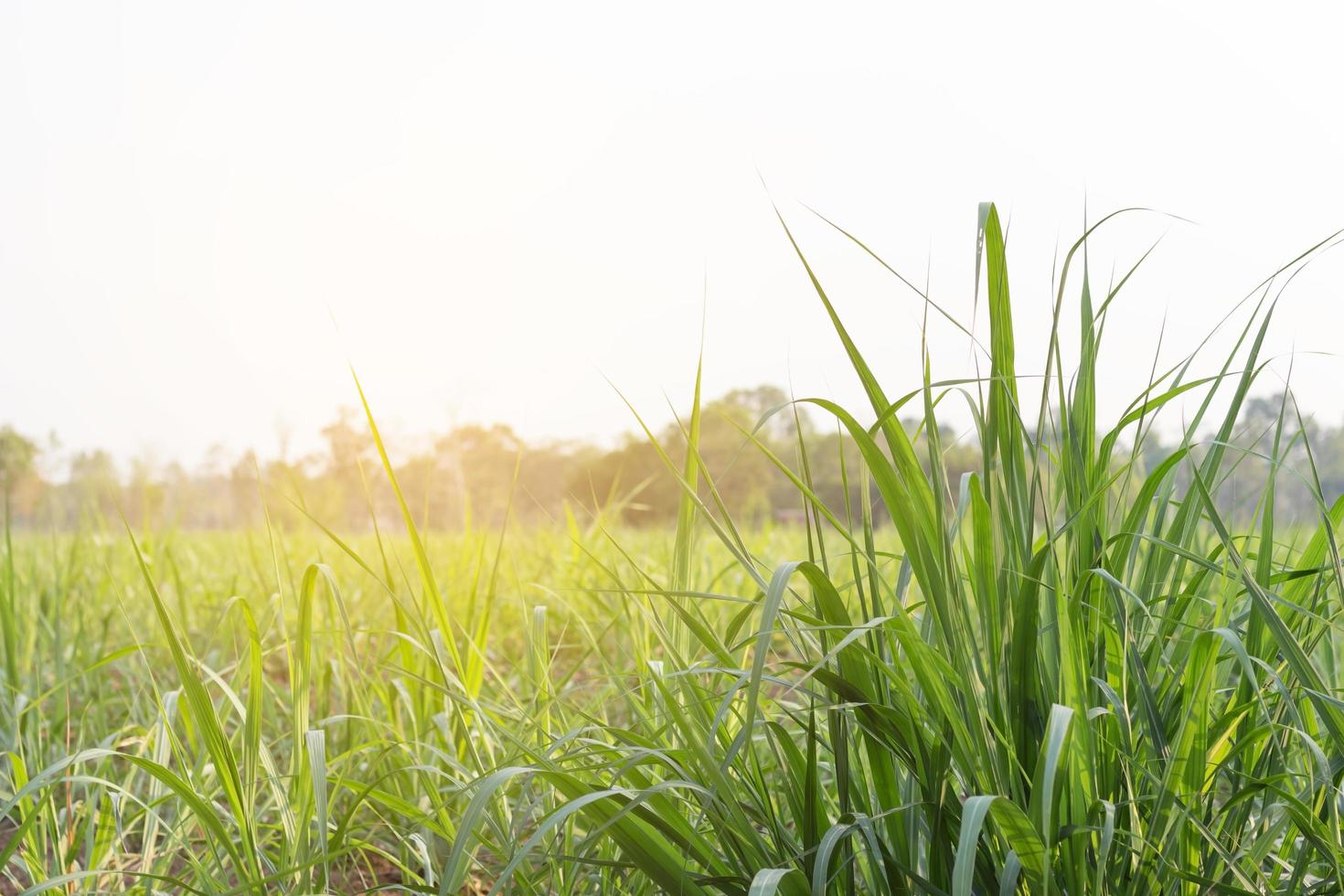 Sugar cane field during the day photo