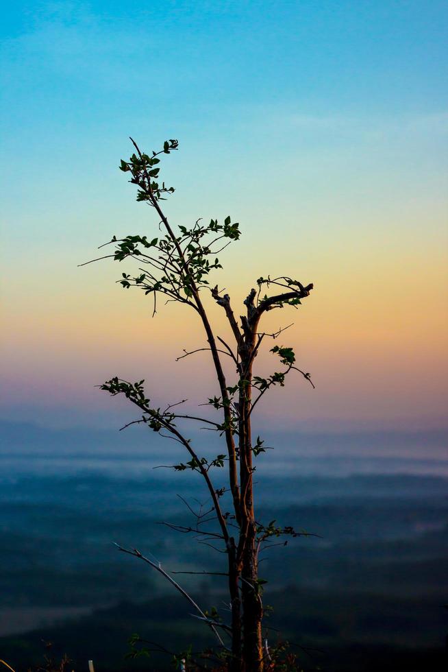 silueta de una planta al atardecer foto