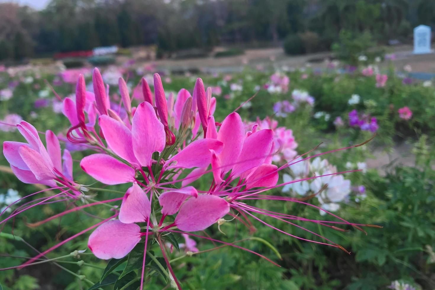 Pink flowers in a garden photo