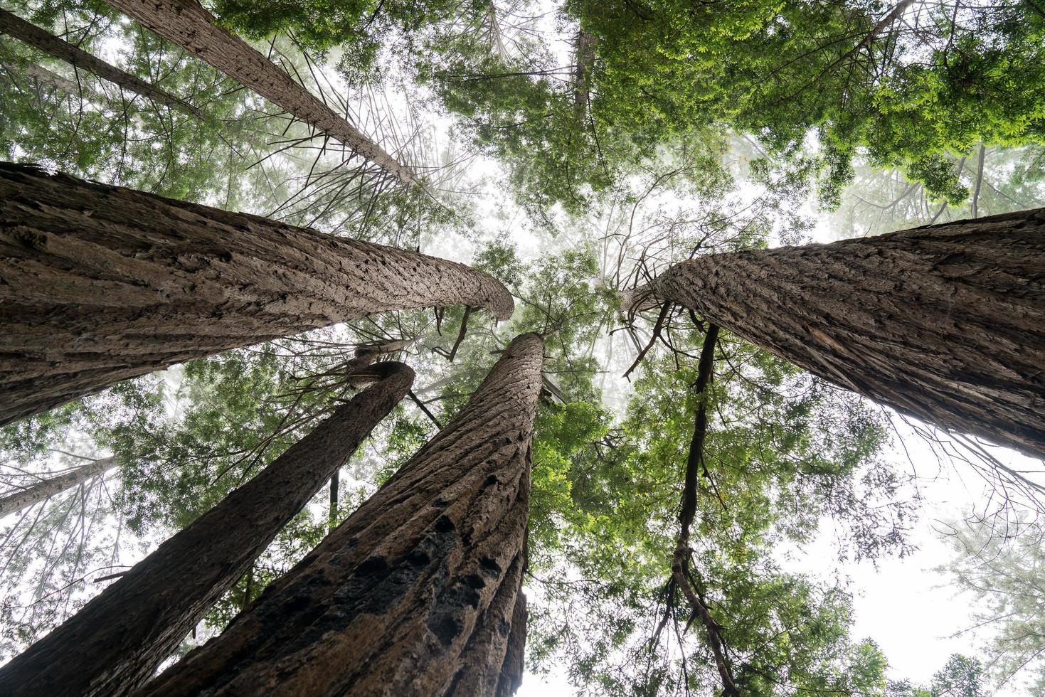 Redwoods from below photo