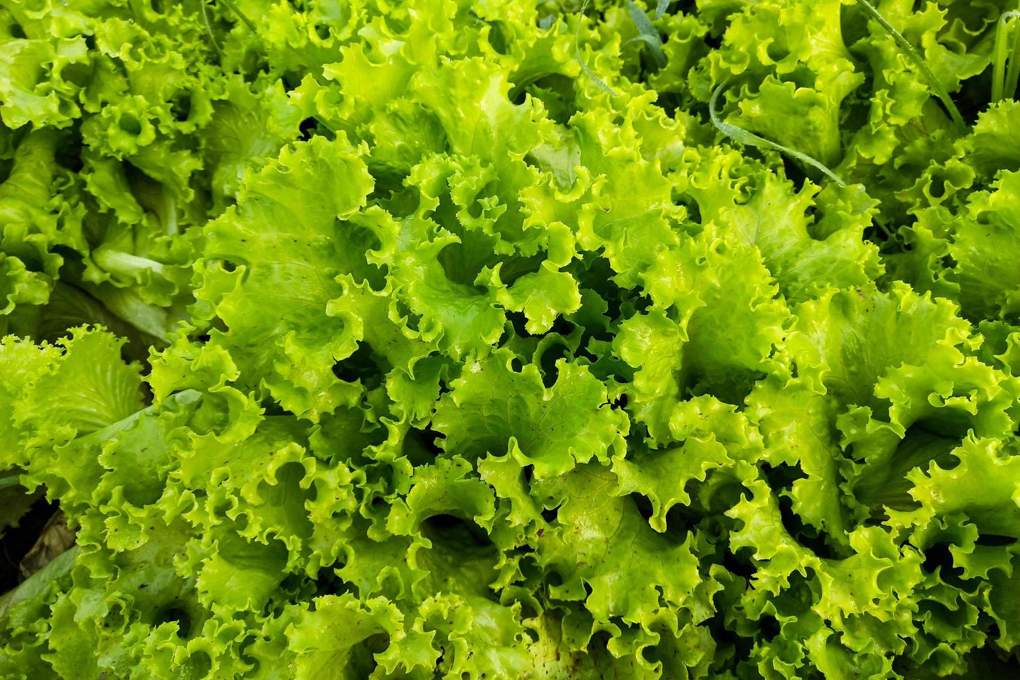 Close-up of lettuce plants photo