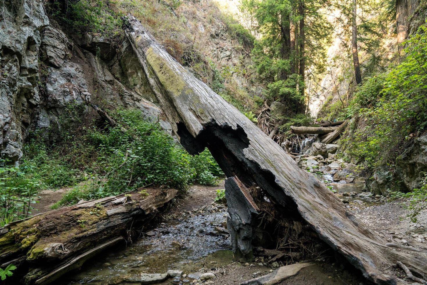 Fallen tree over creek photo