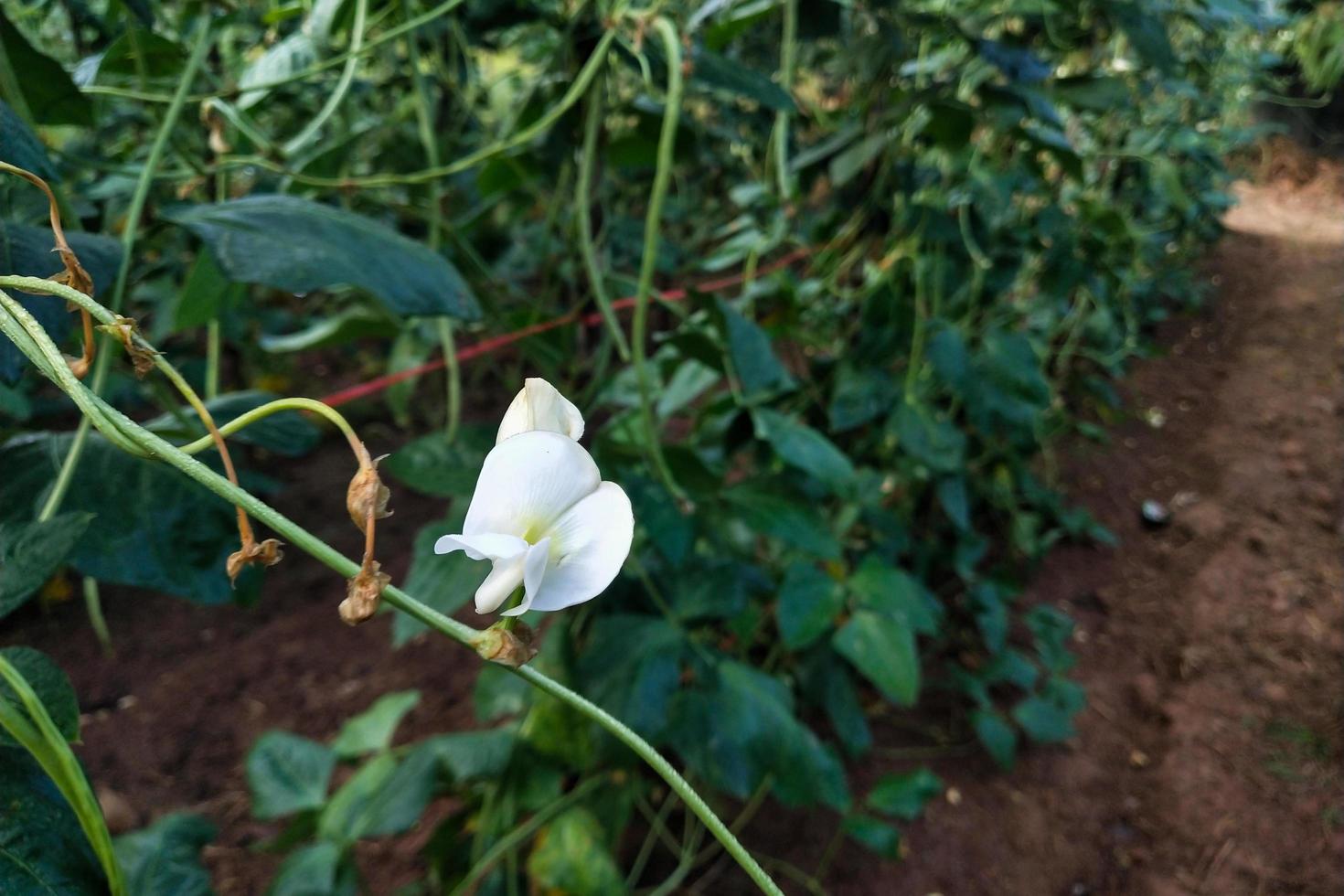 flor blanca en una planta de frijol foto