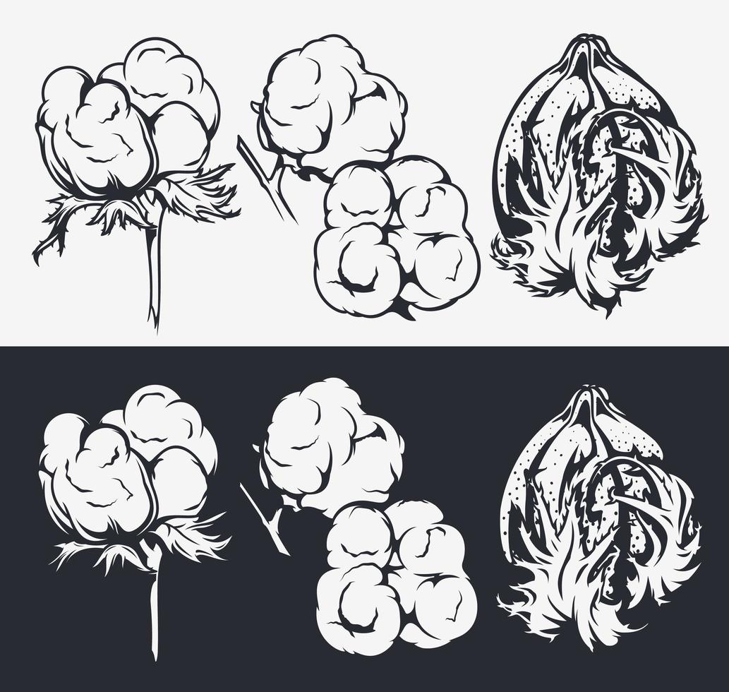 conjunto de ilustraciones botánicas. flores de algodon vector