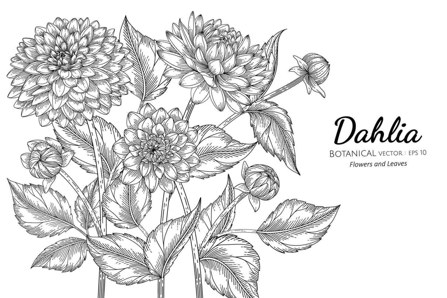 Hand drawn dahlia flower and leaves vector