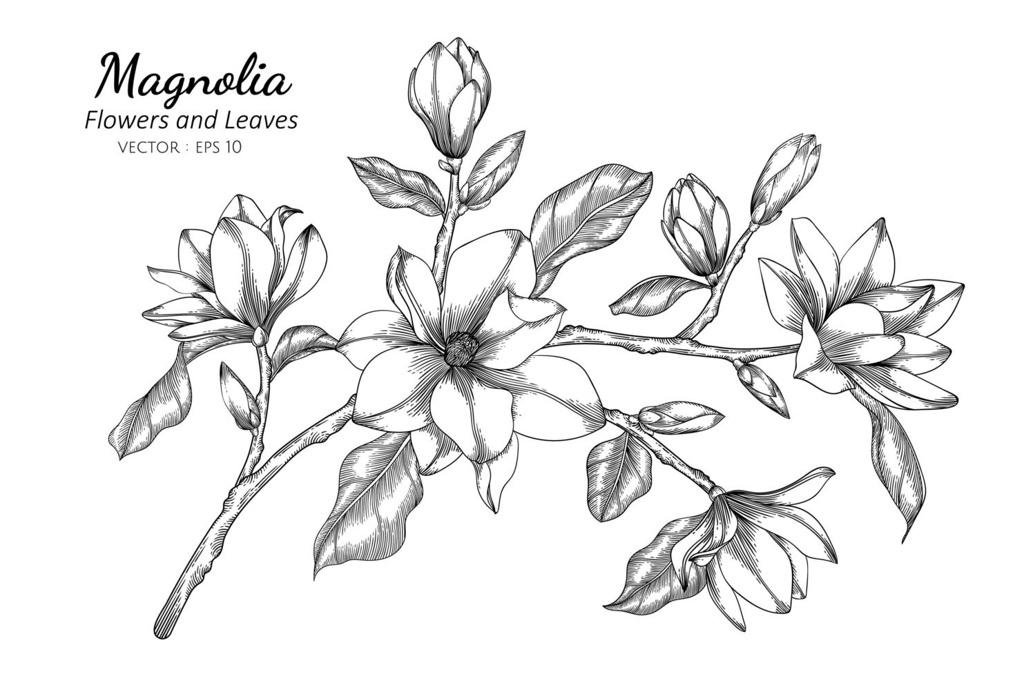 Hand drawn magnolia flower and leaves vector