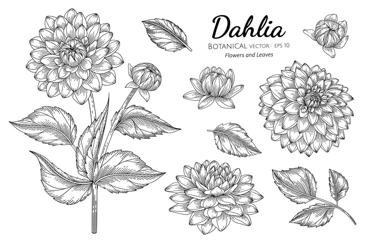 conjunto de flores de dalia y hojas de arte lineal vector