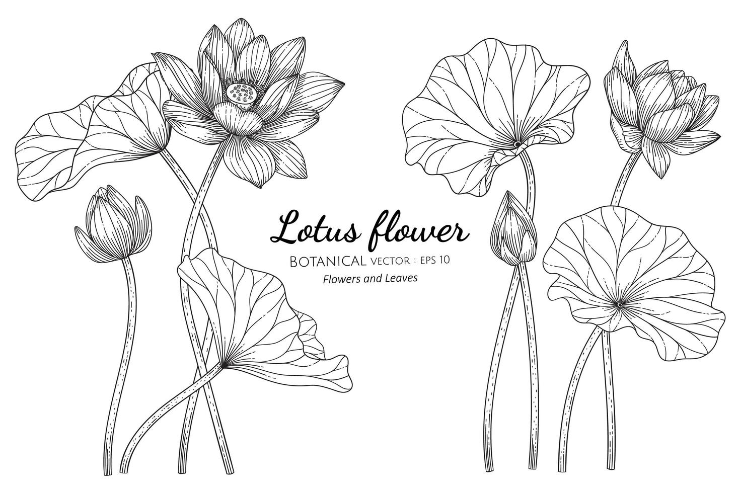 Hand drawn lotus flower and leaves vector