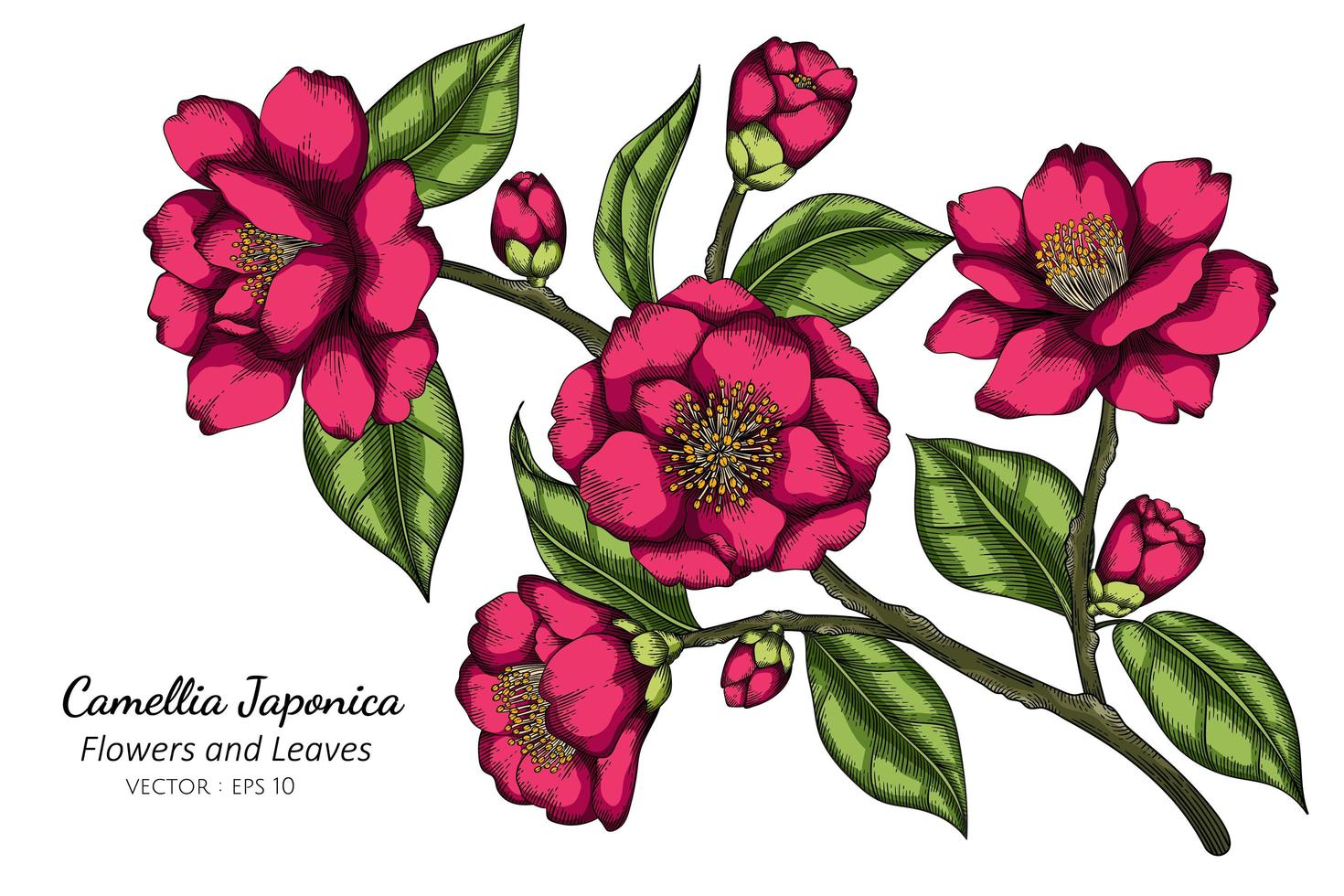 dibujado a mano rosa camellia japonica flor vector