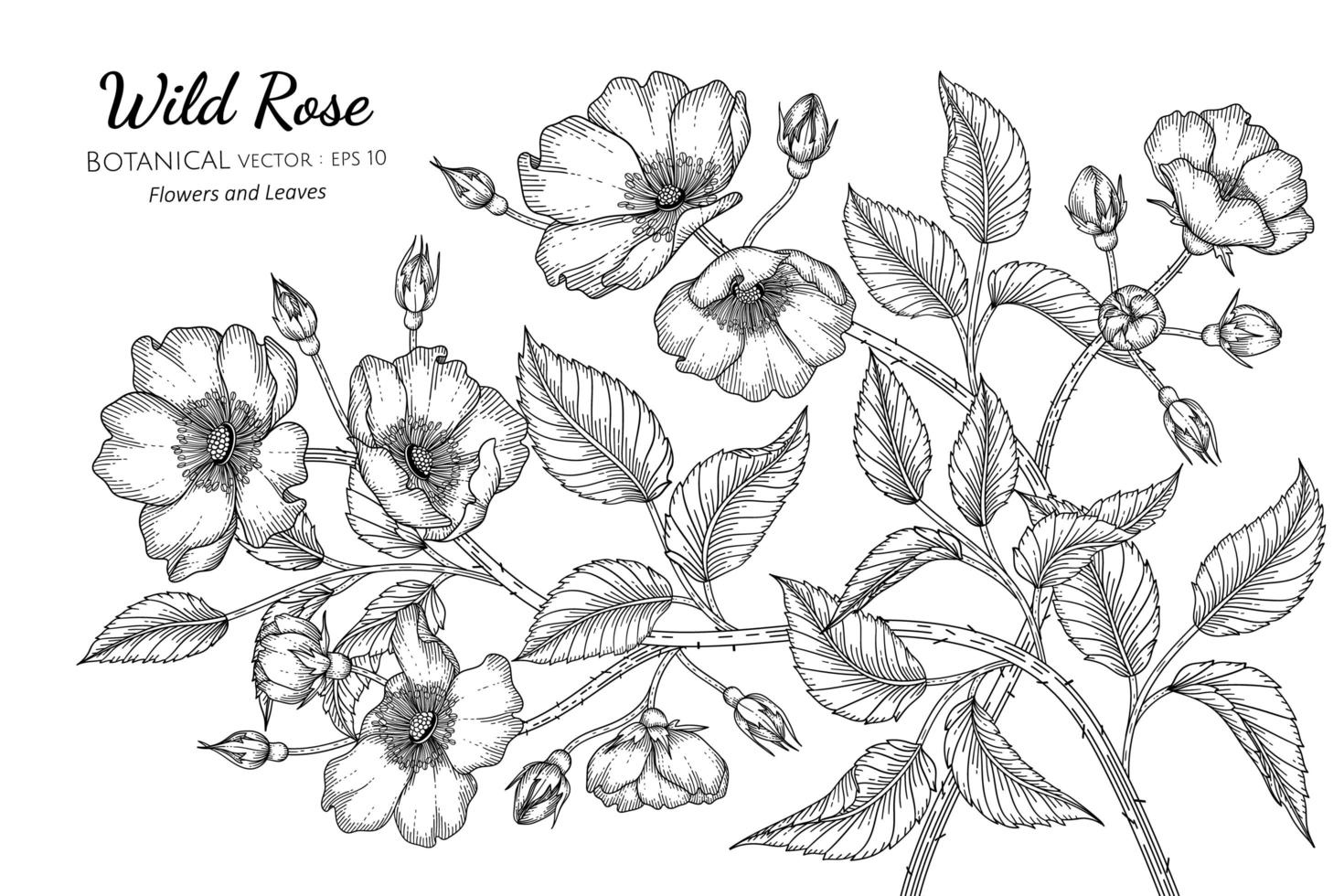 dibujado a mano flores de rosas silvestres y hojas de arte lineal vector