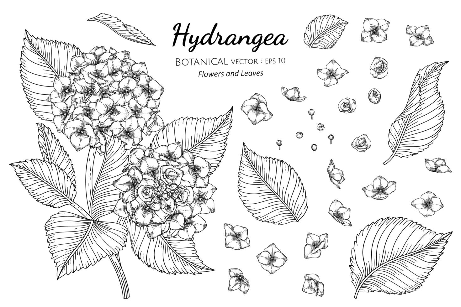 Set of Hydrangea flowers and leaves line art vector
