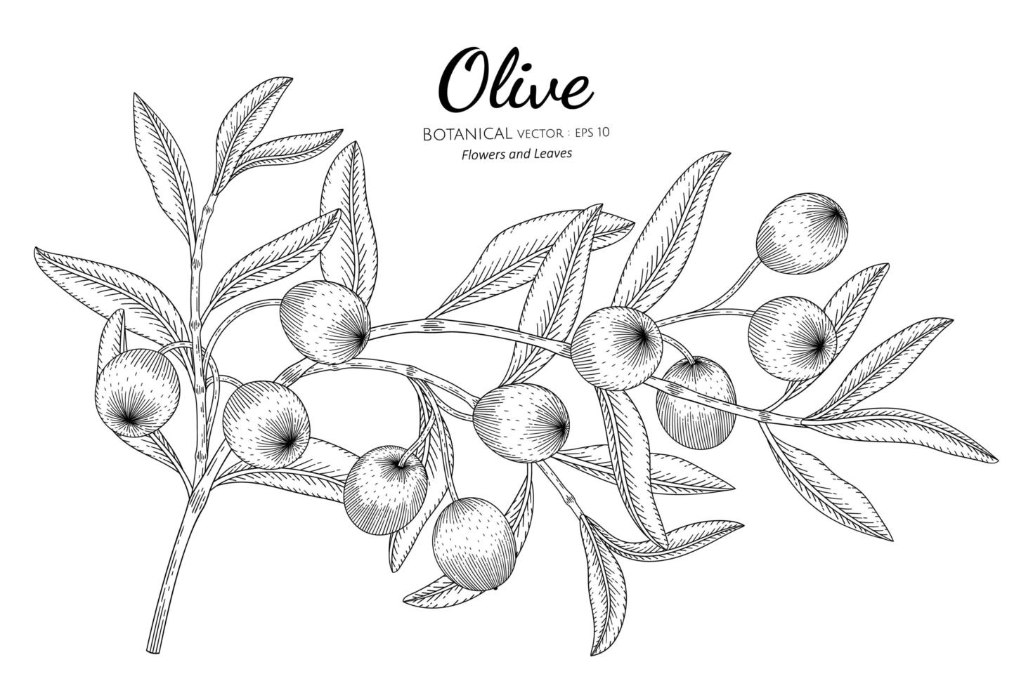 Hand Drawn olives and leaves line art vector