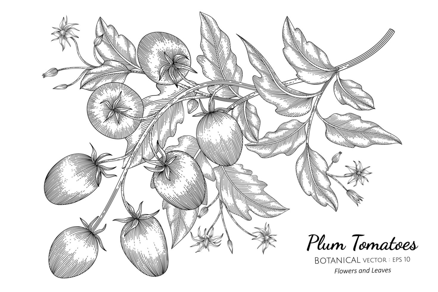 Hand drawn plum tomato branches line art vector