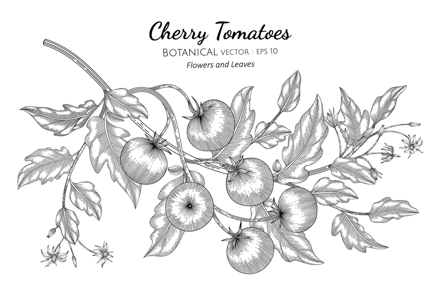 Hand drawn cherry tomatoes branches line art vector