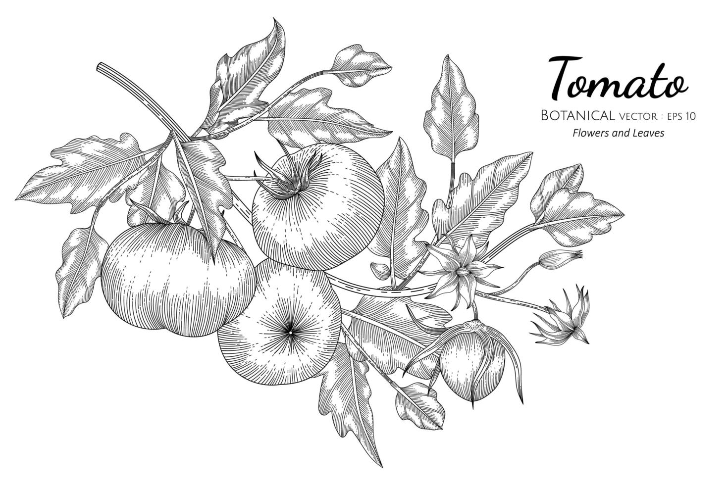 Hand drawn tomato branches line art vector