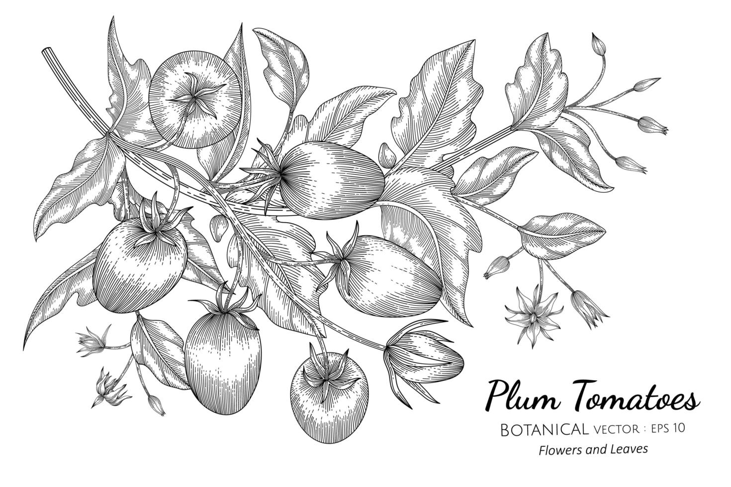 Hand drawn plum tomato branches line art vector